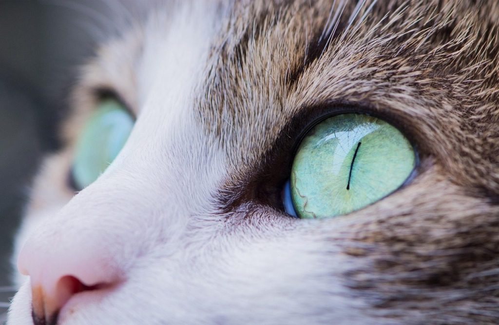 animal, cat, eyes, feline, nature, pet, cat's eyes, kitty, kitten, close up, macro, domestic cat