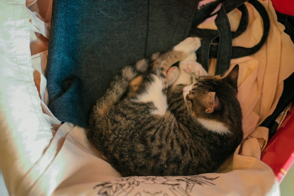Adorable kitten sleeping in a basket, surrounded by soft clothing indoors.