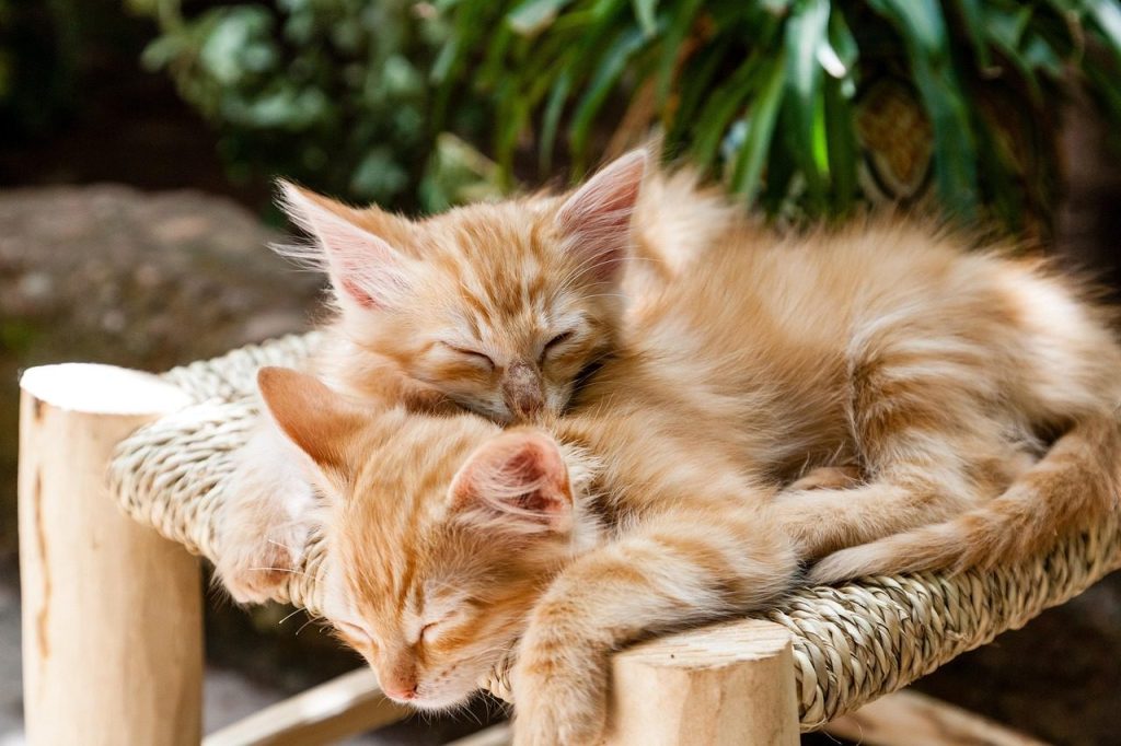 kittens, pets, sleeping, cats, animal, domestic, cute, kitty, feline, young, small, mammal, fur, adorable, nature, striped