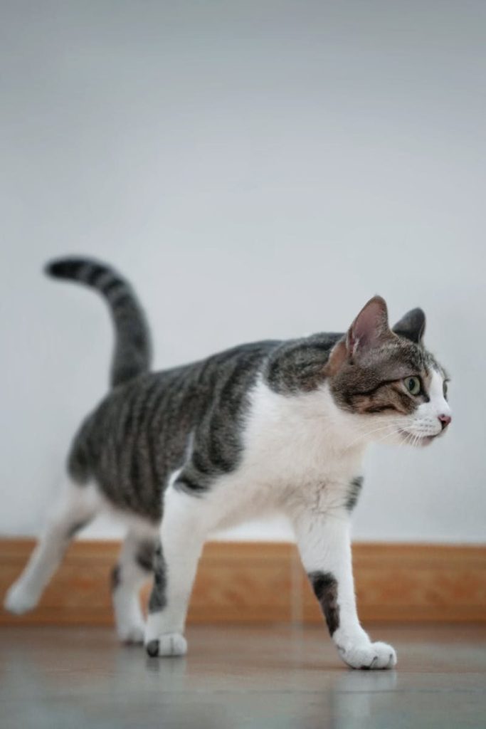 A curious tabby cat walking on a wooden floor inside a home, showcasing its elegance.