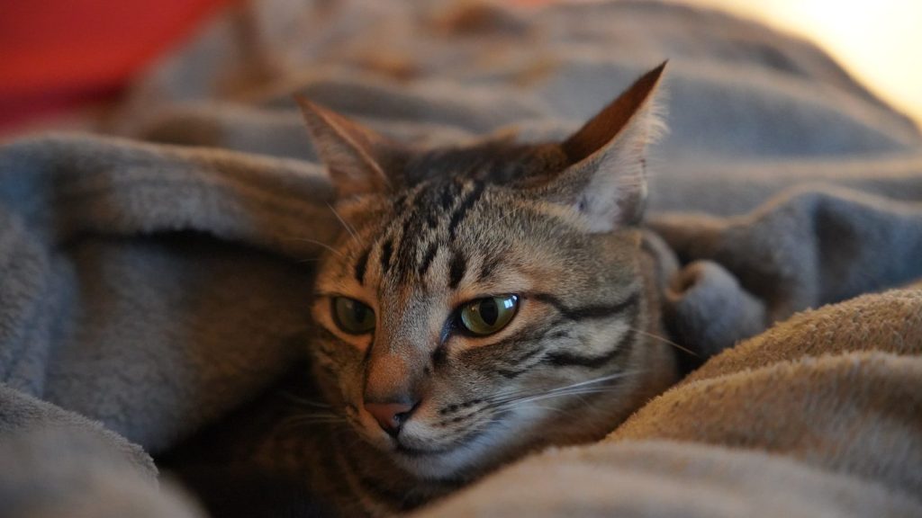 A cat is nestled in a cozy blanket.