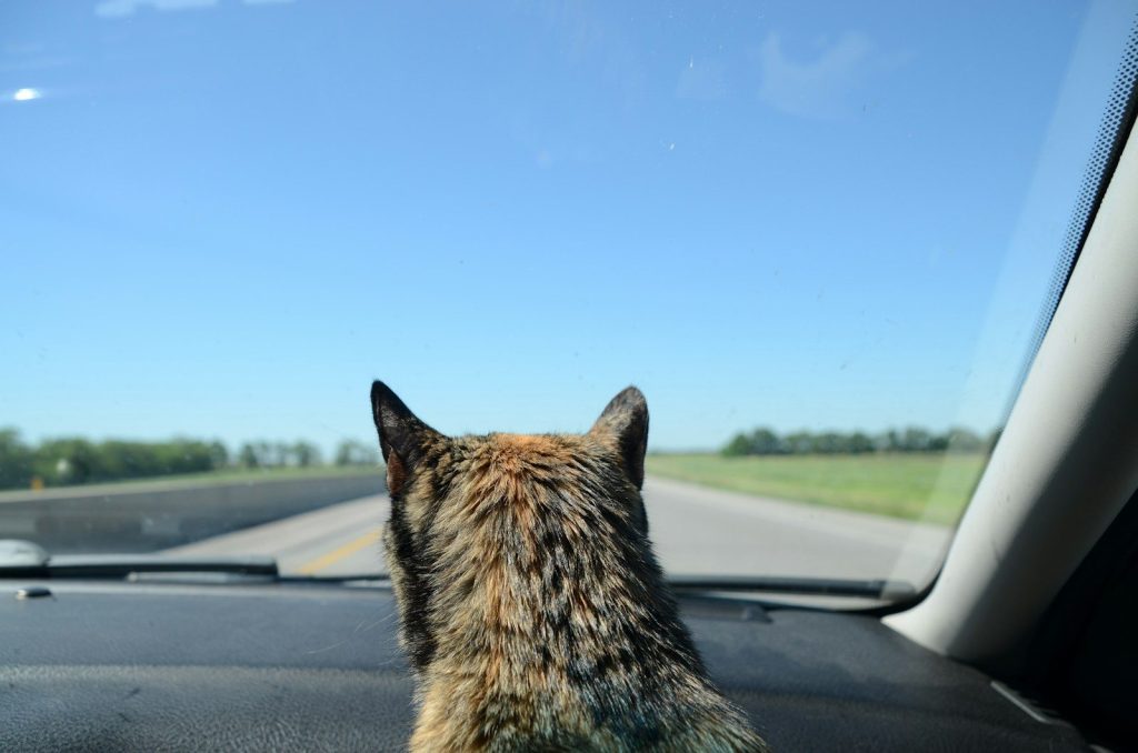 a cat looking out a car window