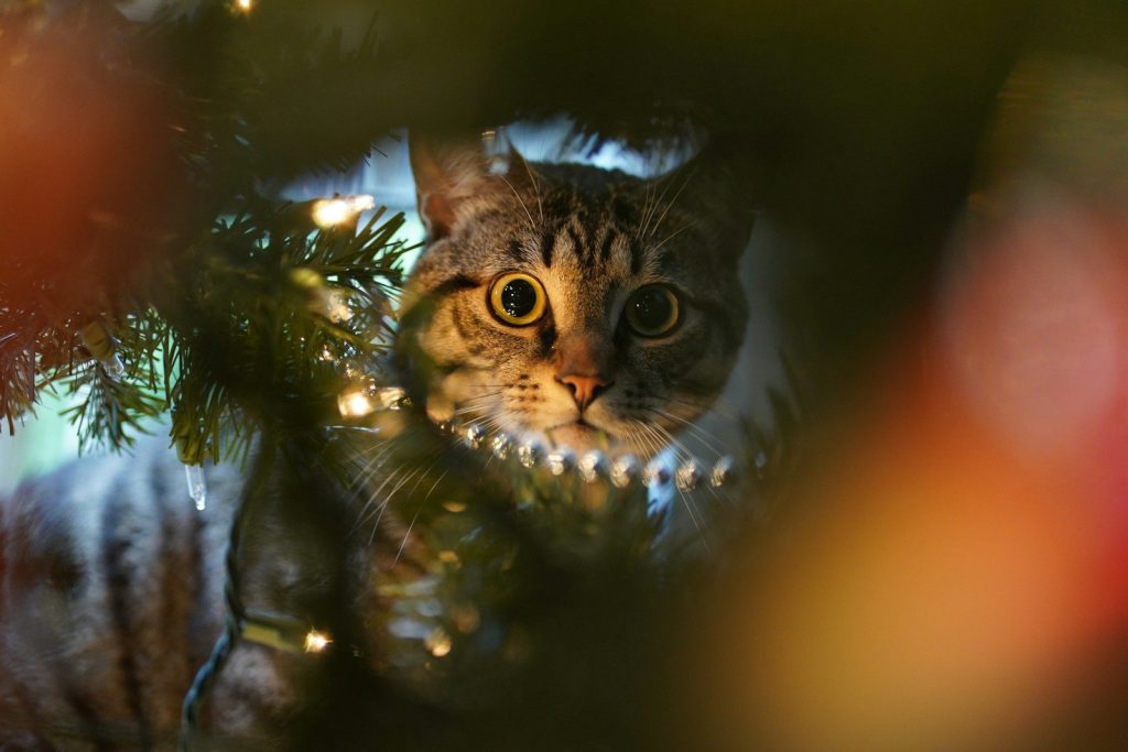 A curious cat peeks through a christmas tree.