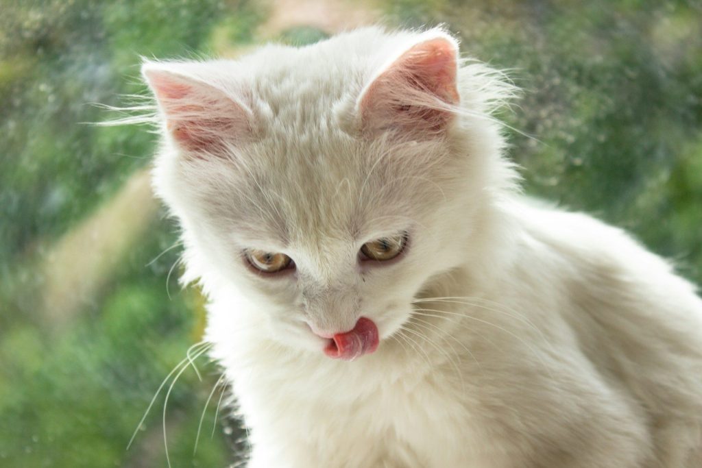 a white cat with it's tongue out