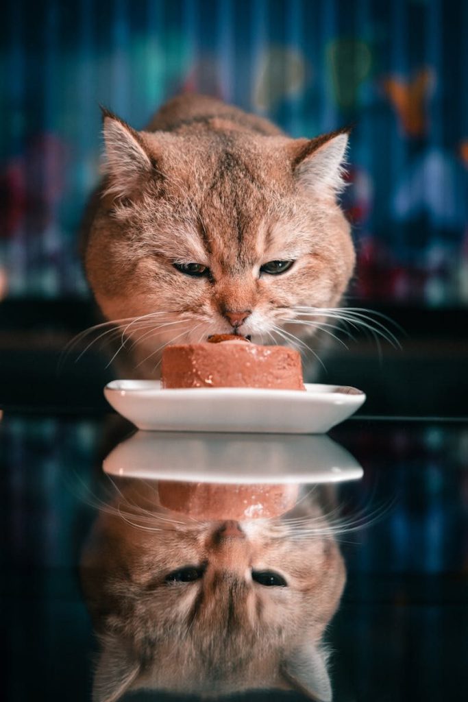 Close-up of a cat enjoying a meal on a reflective surface in Berlin.