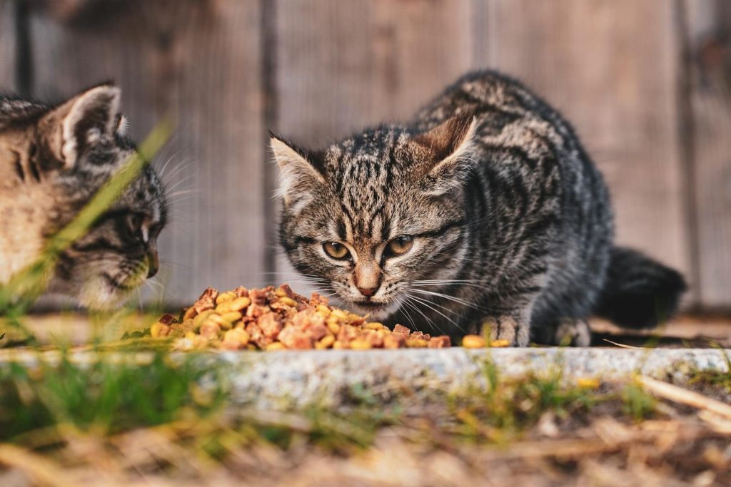 Two tabby kittens enjoy a meal outdoors in Garešnica, Croatia, showcasing animal life.