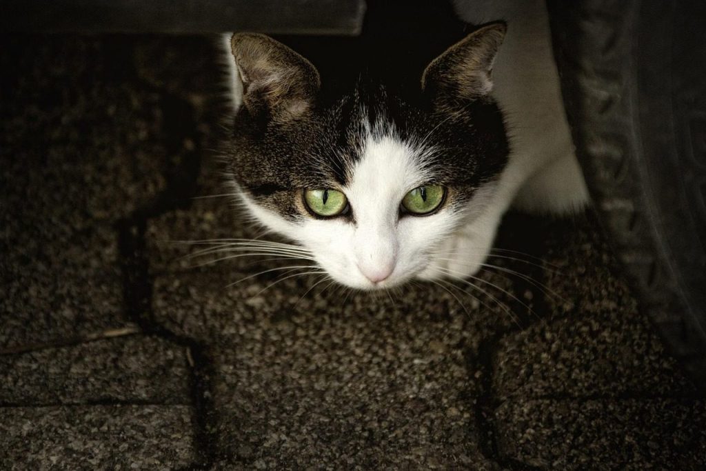 cat, pet, animal, domestic cat, feline, mammal, cute, adorable, nature, portrait