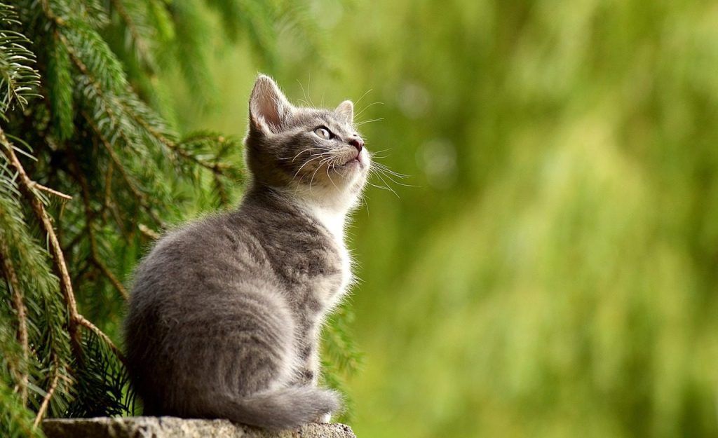 cat, young animal, kitten, nature, gray cat, gray kitten, feline, pet, curious, animal, mammal, animal world, portrait, cat portrait