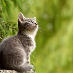 cat, young animal, kitten, nature, gray cat, gray kitten, feline, pet, curious, animal, mammal, animal world, portrait, cat portrait