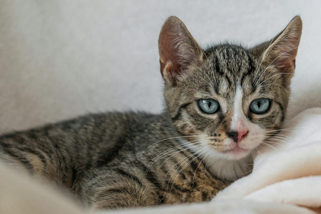 Adorable tabby kitten lying comfortably on a cozy white blanket.