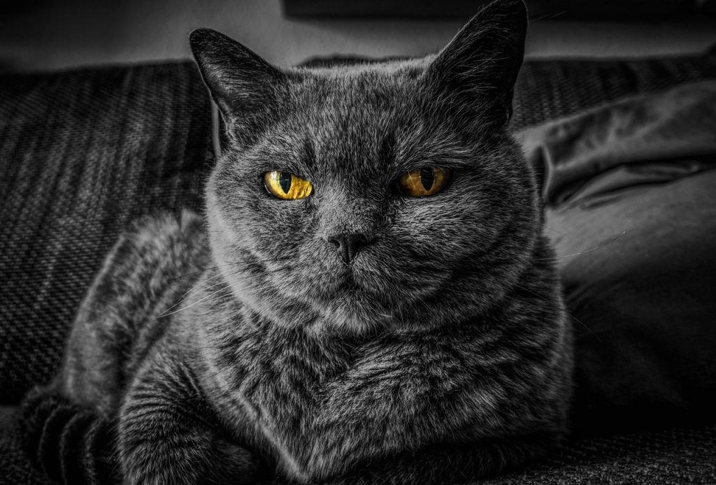 cat, cat's eyes, gray cat, british shorthair, nature, feline, pet, animal, portrait, mammal, domestic, domestic cat, kitty, cat portrait
