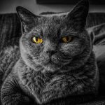 cat, cat's eyes, gray cat, british shorthair, nature, feline, pet, animal, portrait, mammal, domestic, domestic cat, kitty, cat portrait