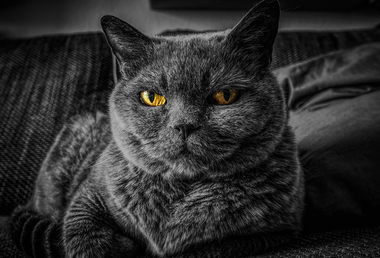 cat, cat's eyes, gray cat, british shorthair, nature, feline, pet, animal, portrait, mammal, domestic, domestic cat, kitty, cat portrait