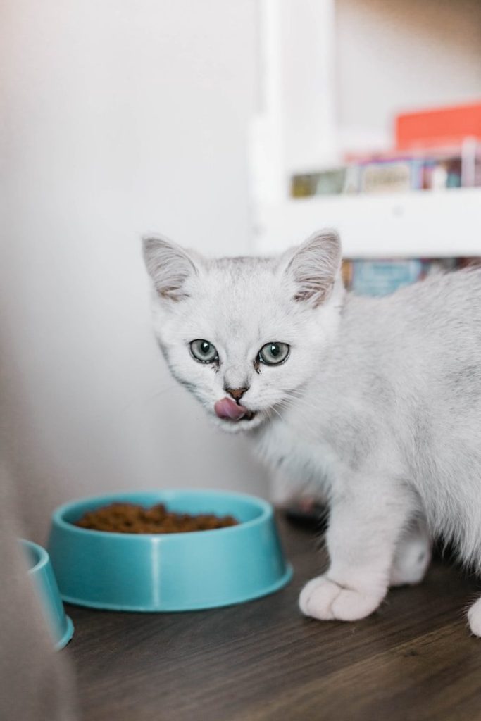 white cat in blue ceramic mug