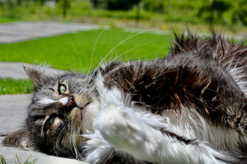 A playful and fluffy cat enjoying the outdoors, lying in the sun with a relaxed pose.