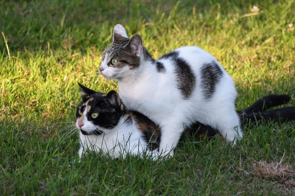 cat, animal, nature, two cats, play, pet, grass