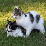 cat, animal, nature, two cats, play, pet, grass