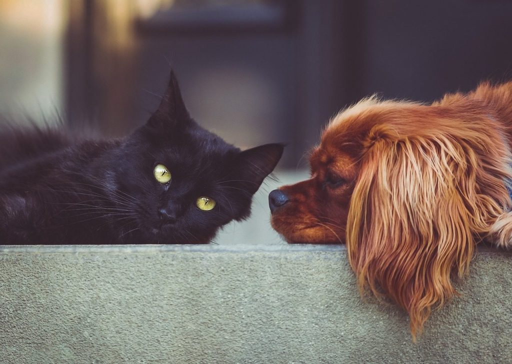 dog, cat, pet, pets, mammals, animals, friends, friendship, nature, brown dog, black cat, animal, domestic, domestic animals, portrait, friendship day