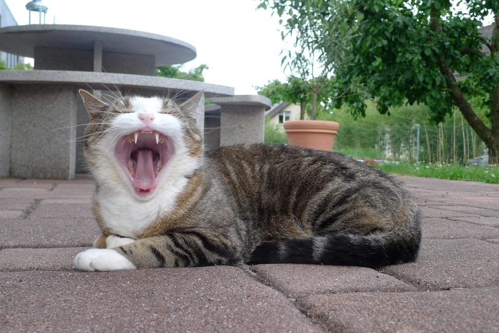 cat, yawning, animal, tongue, teeth, sleepy, maul, pet, yawns, domestic cat