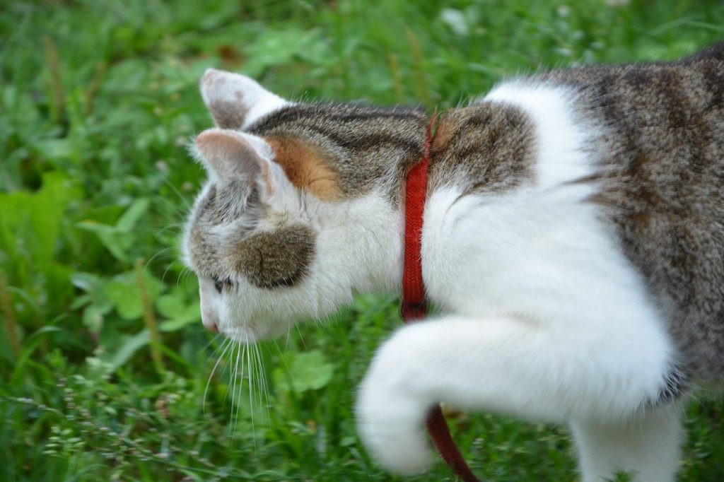 cat, nature, animal, hunt, look for prey, cat outside, grass, pet, garden cat, domestic animal, cat hunting, head profile