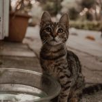 Charming young tabby kitten sitting by a water bowl on a sunny day.