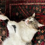 Charming fluffy cat with green eyes lying back on an intricate red and black carpet indoors.