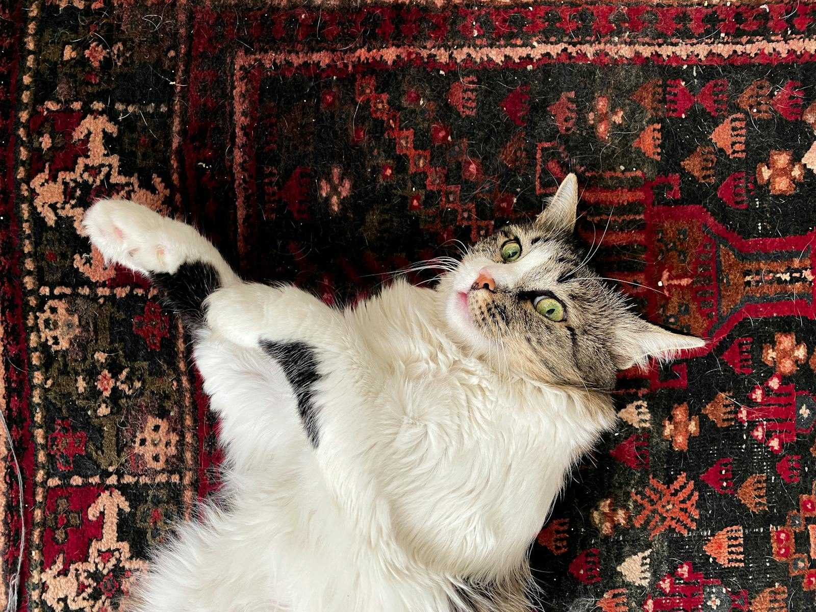 Charming fluffy cat with green eyes lying back on an intricate red and black carpet indoors.