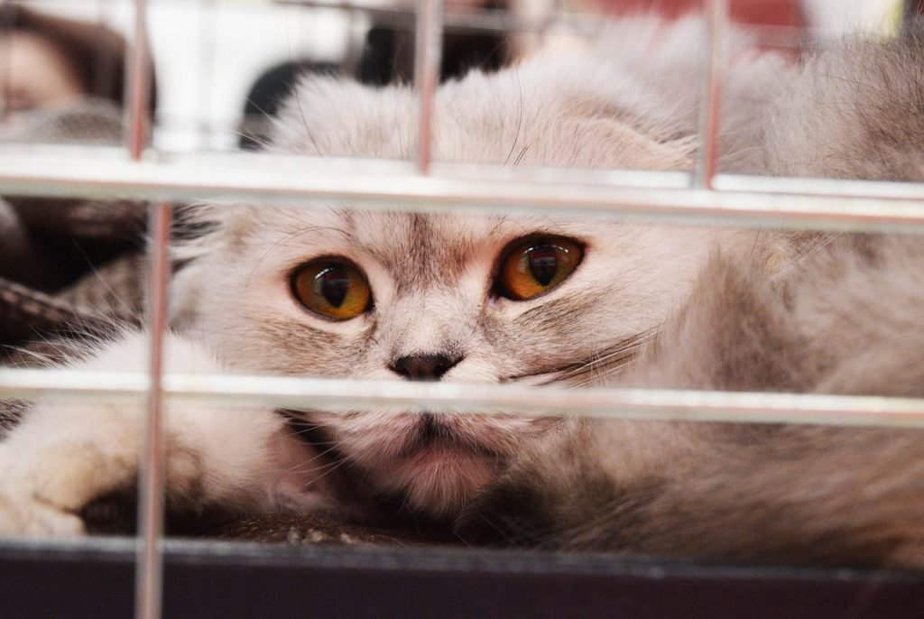 shelter cat, cage, nature, adoption, homeless, abandoned, sad, bars, eyes, close, adorable, love, face, looking, kitten, box, feline, rescue, grey, care, animal, pet, lost, veterinary, fur, stray, anxious, worried, worry, scared, brown care, brown box