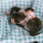 Three newborn kittens snuggling on a cozy blue checkered blanket.