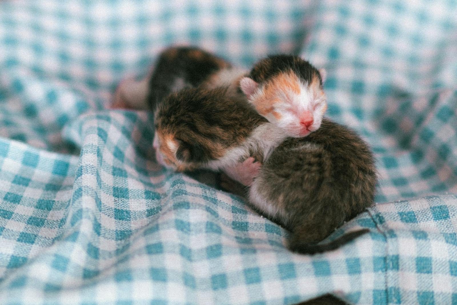 Three newborn kittens snuggling on a cozy blue checkered blanket.