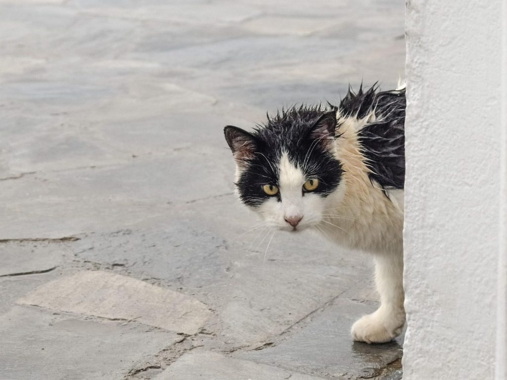 cat, stray, wet, pet, rainy day, suspicious, looking, animal, gray cat, nature, gray animals