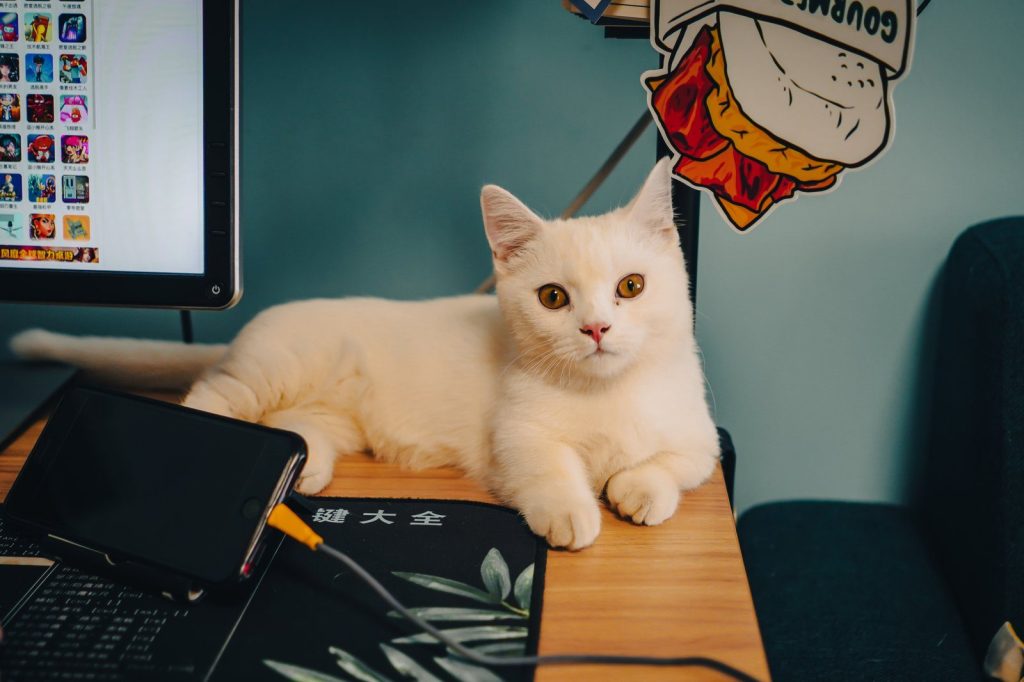 A cute white cat comfortably rests on a desk beside computer gadgets, exuding a calm and cozy vibe.