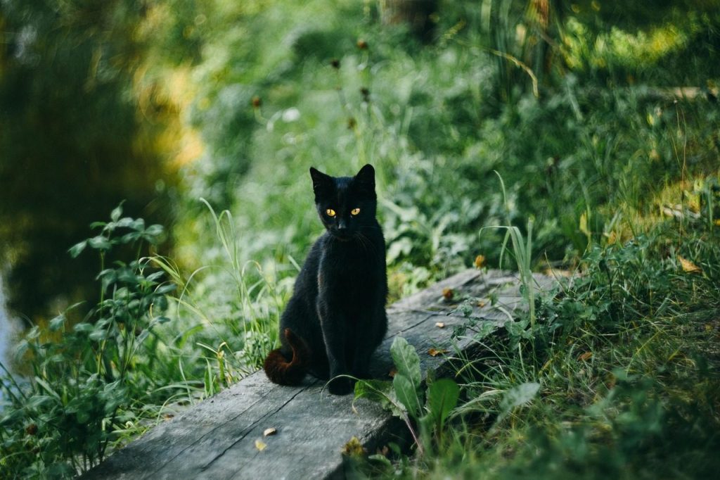 cat, black cat, outdoors, sit, sitting, sitting cat, feline, pet, mammal, animal, domestic, domestic cat, portrait, cat portrait, grass, nature, black fur, halloween, cat, cat, cat, cat, black cat, black cat, black cat, black cat, black cat