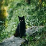 cat, black cat, outdoors, sit, sitting, sitting cat, feline, pet, mammal, animal, domestic, domestic cat, portrait, cat portrait, grass, nature, black fur, halloween, cat, cat, cat, cat, black cat, black cat, black cat, black cat, black cat
