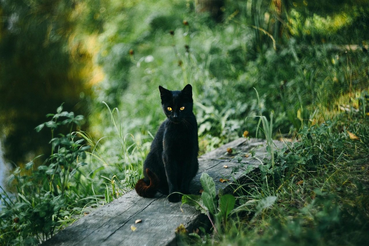 cat, black cat, outdoors, sit, sitting, sitting cat, feline, pet, mammal, animal, domestic, domestic cat, portrait, cat portrait, grass, nature, black fur, halloween, cat, cat, cat, cat, black cat, black cat, black cat, black cat, black cat