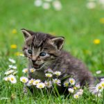 kitty, playful, flowers, wildflowers, grass, beautiful flowers, meadow, field, feline, flower wallpaper, pet, playful cat, tabby, tabby cat, gray tabby, cat, kitten, domestic cat, flower background, animal, nature, curious, cute