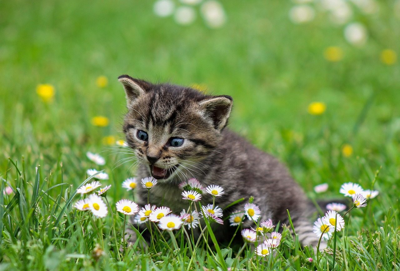 kitty, playful, flowers, wildflowers, grass, beautiful flowers, meadow, field, feline, flower wallpaper, pet, playful cat, tabby, tabby cat, gray tabby, cat, kitten, domestic cat, flower background, animal, nature, curious, cute