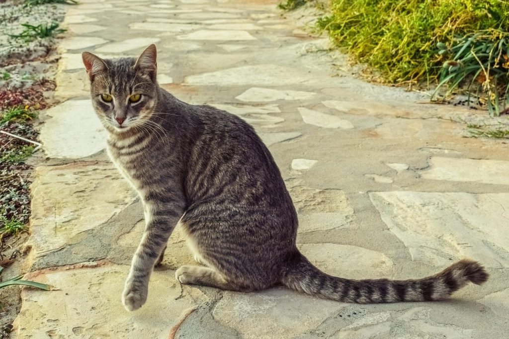 cat, nature, stray, tabby, animal, looking, curious, pet, path, outdoor