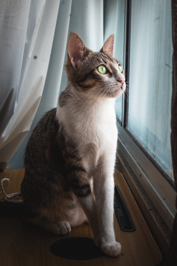 A domestic cat with bright eyes looks out a window with curtains, creating a serene indoor scene.