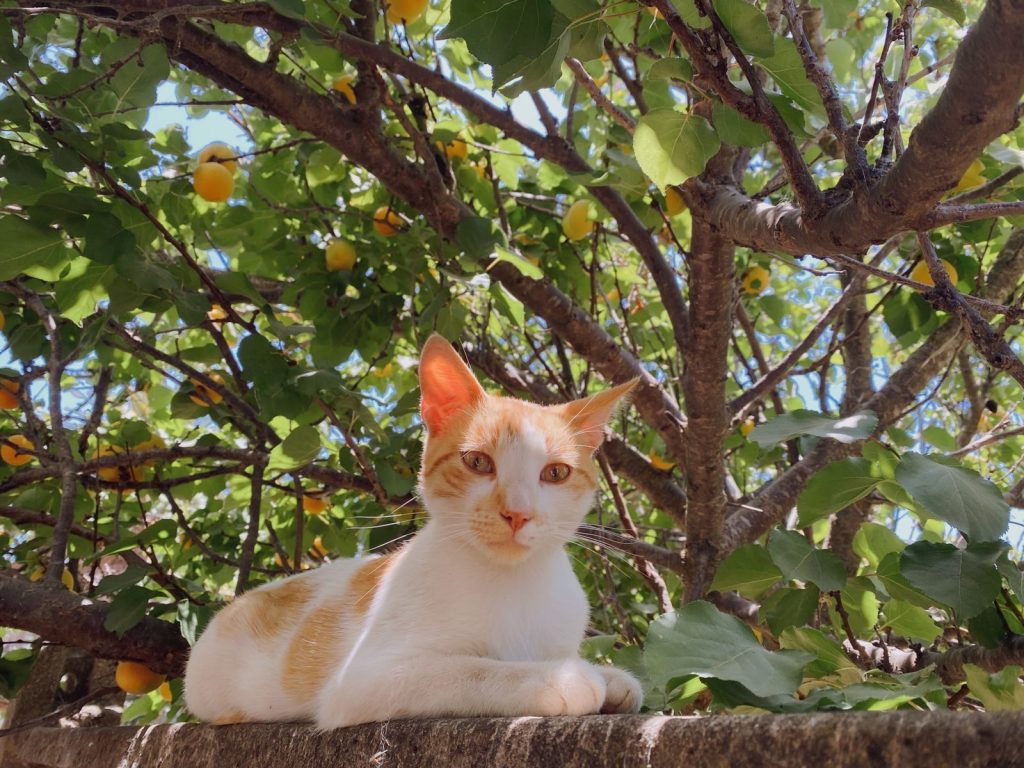 Ginger and white cat lounging under a leafy apricot tree on a sunny day.
