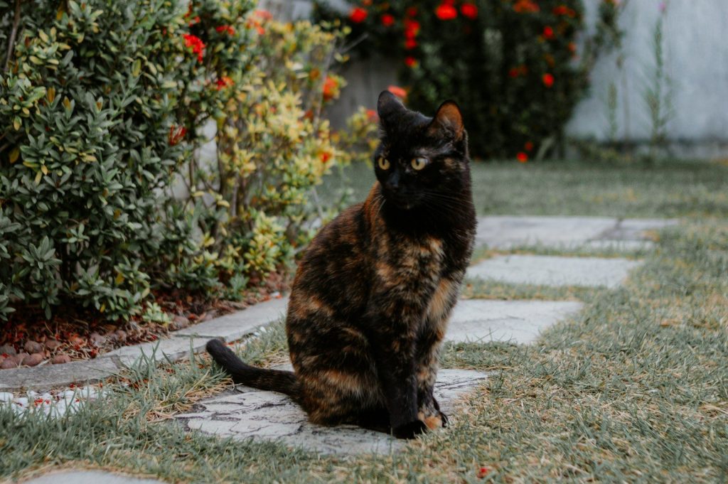 A tortoiseshell cat sits on a garden path.