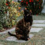 A tortoiseshell cat sits on a garden path.