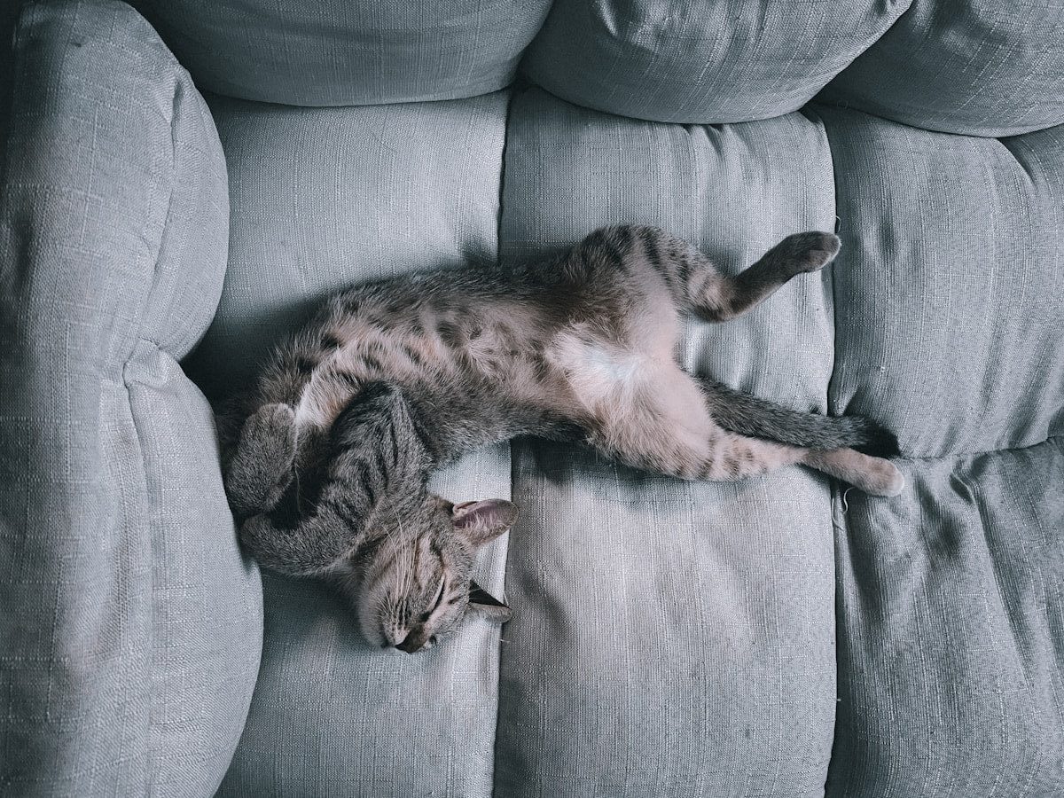 brown tabby cat lying on gray sofa