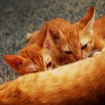 Two orange kittens nursing from their mother.