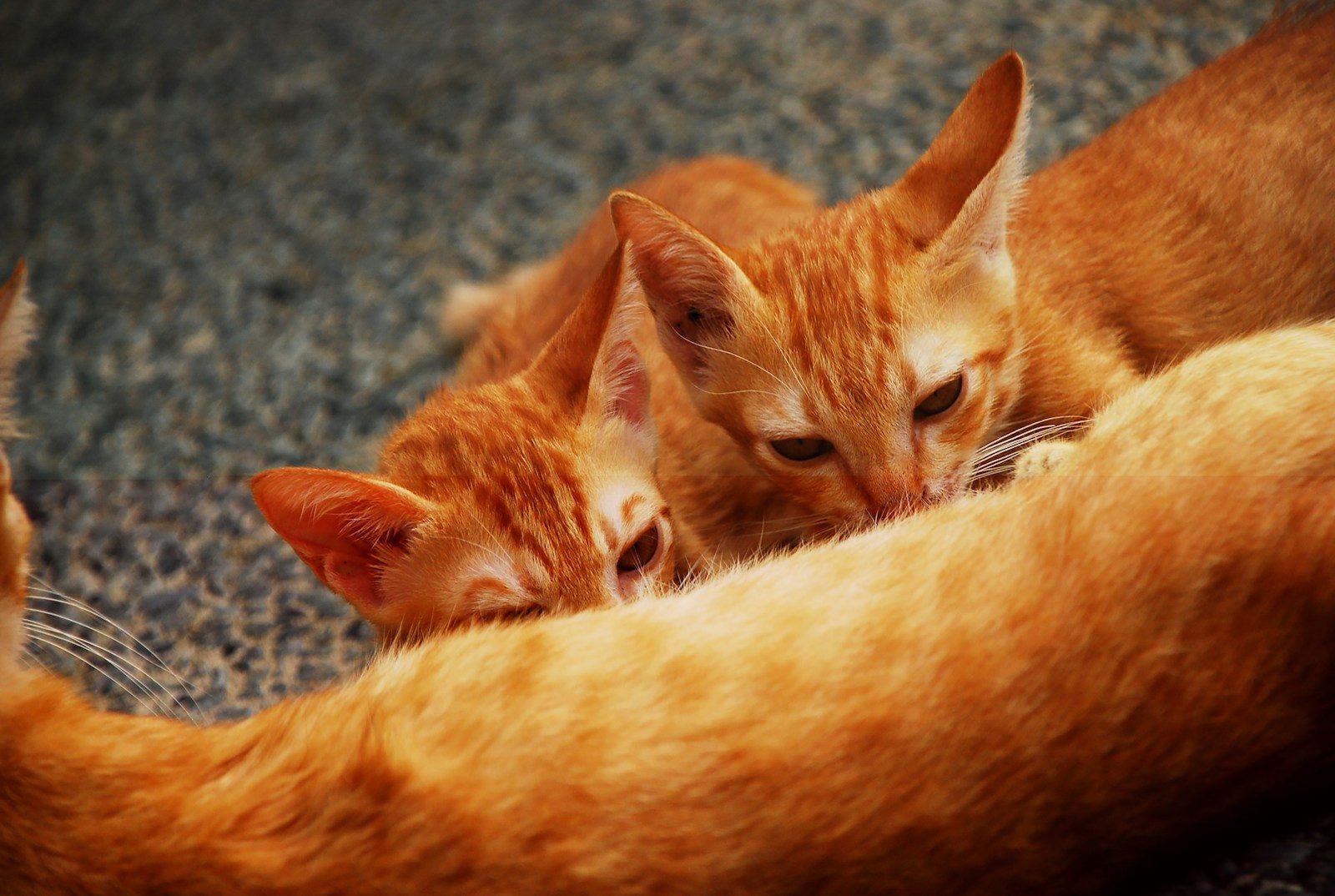 Two orange kittens nursing from their mother.