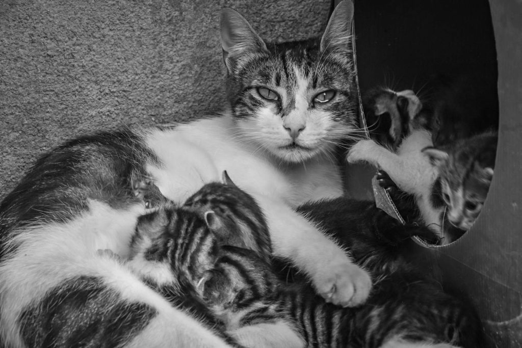 Mother cat with nursing kittens in a classic Istanbul alleyway, black and white photo.