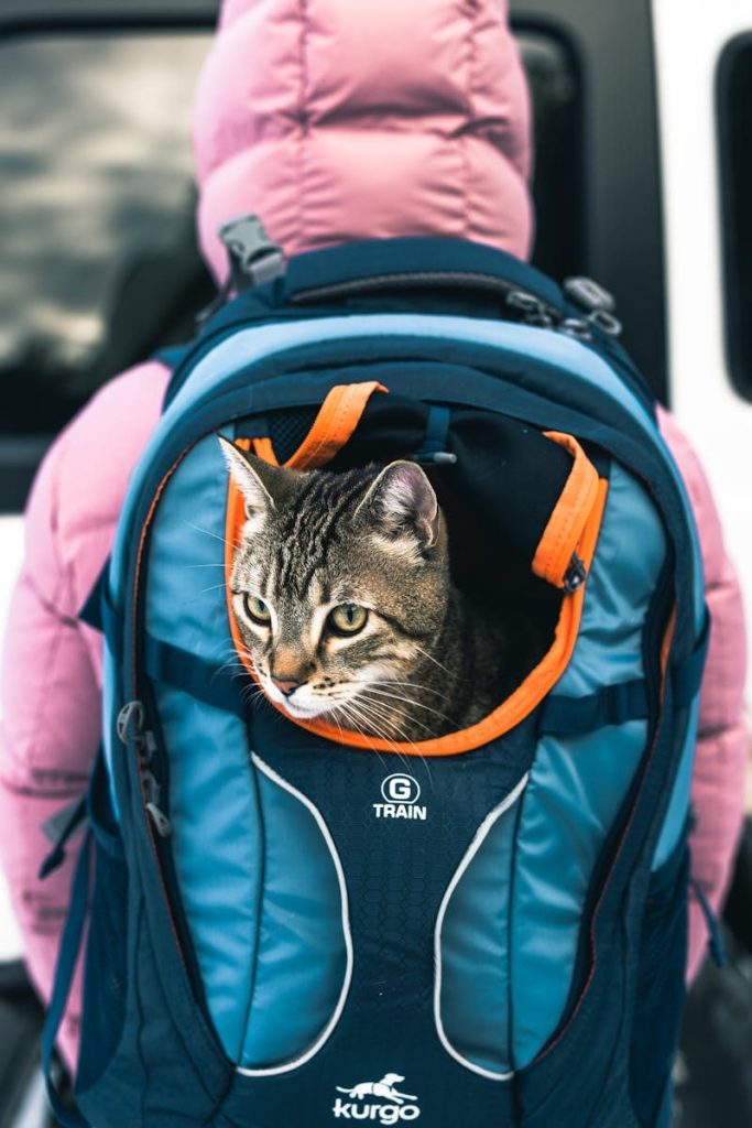A curious tabby cat peeks from a backpack, ready for an outdoor adventure in Banff, Canada.