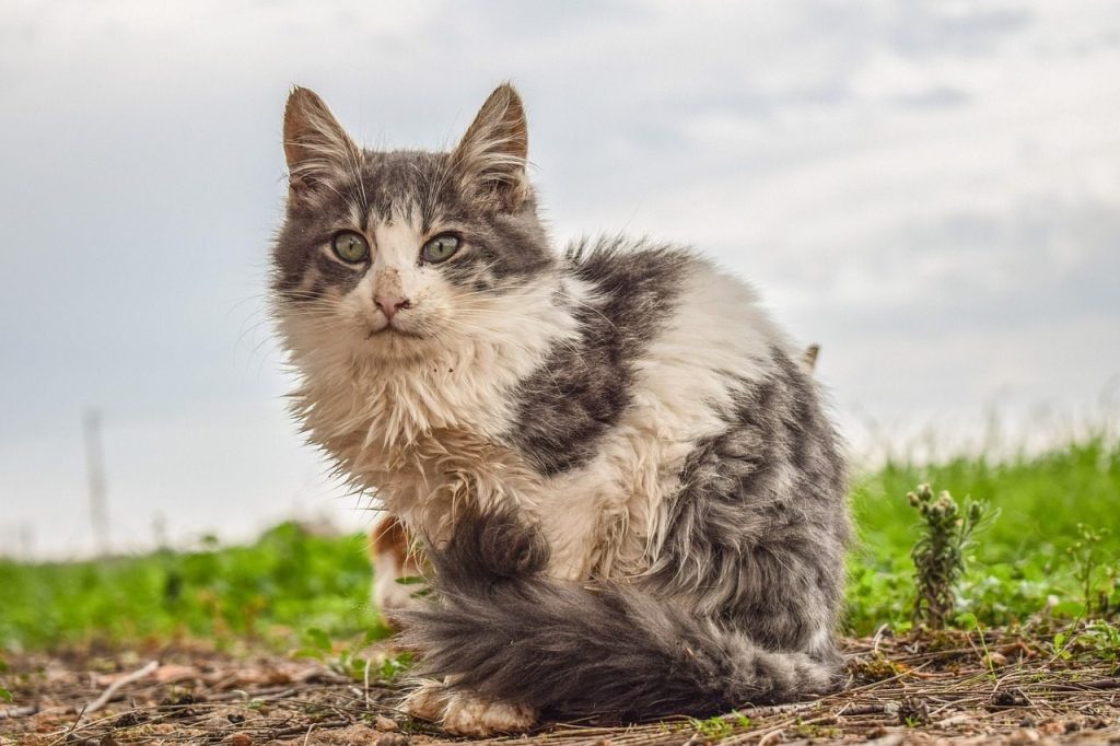 cat, animal, homeless, nature, mammal, cute, pet, stray, looking, sitting