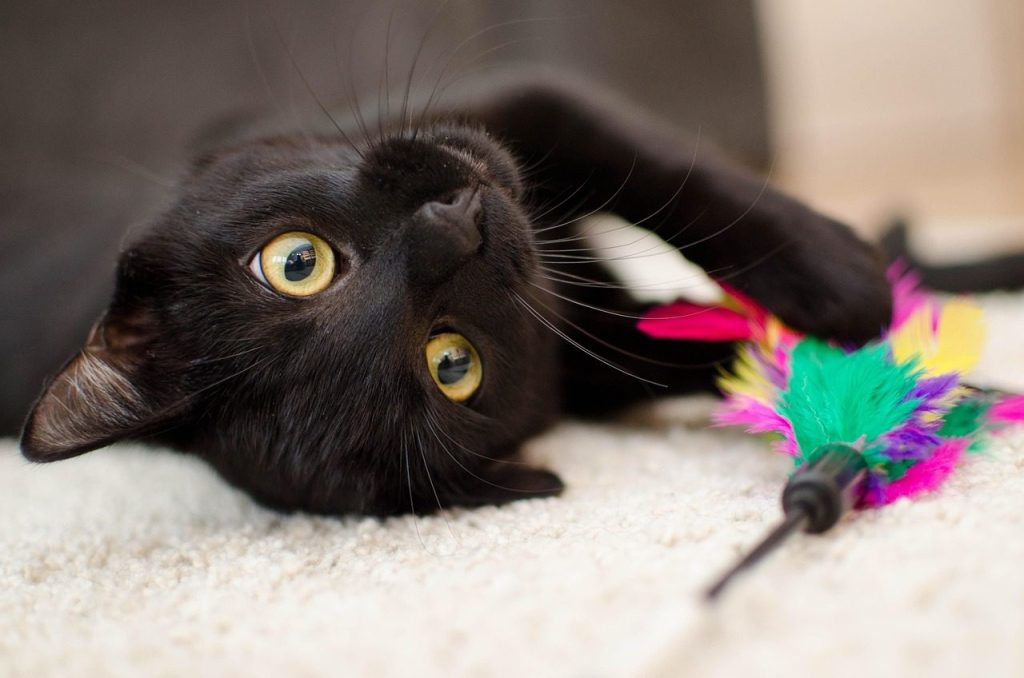 cat, relaxation, pet, domestic cat, black cat, animal, ordinary cat, calm cat, looking cat, golden eyes