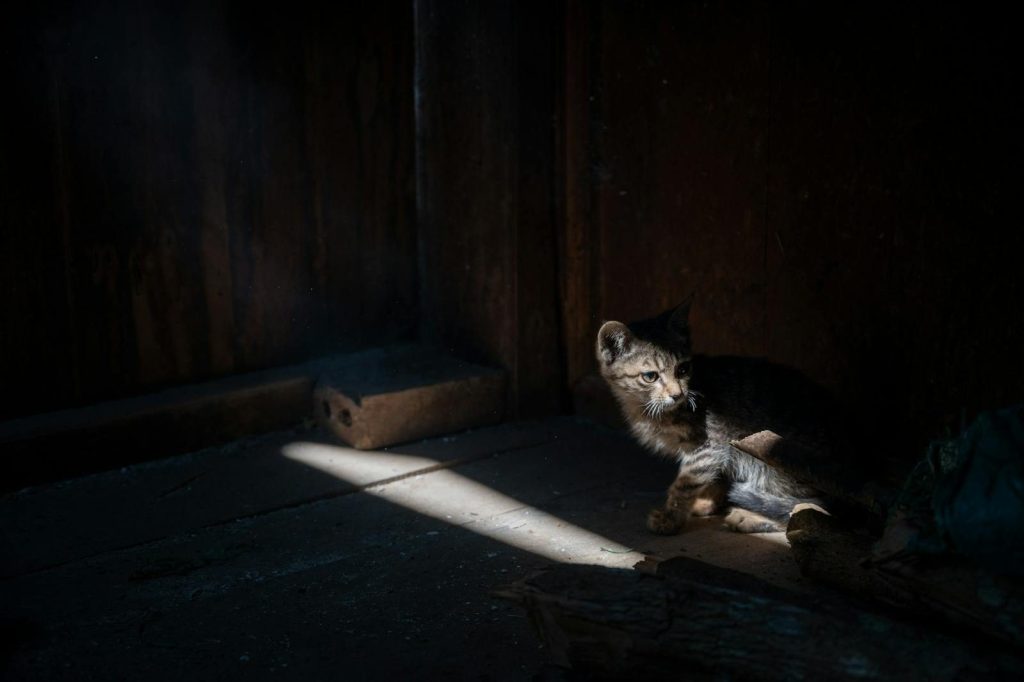 A kitten sits alone in a dark room, illuminated by a beam of light.